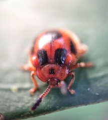 Stenotarsus pardalis