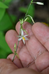 Echeandia parviflora