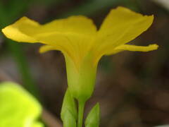 Oxalis frutescens