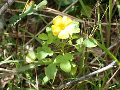 Oxalis frutescens