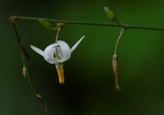 Echeandia parviflora