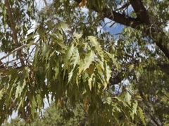 Quercus albocincta
