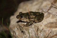 Pelodytes punctatus