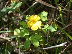 Oxalis frutescens