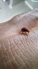 Chrysolina staphylaea