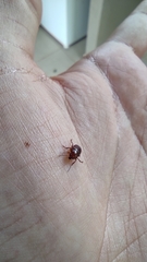 Chrysolina staphylaea