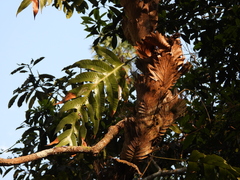 Drynaria quercifolia