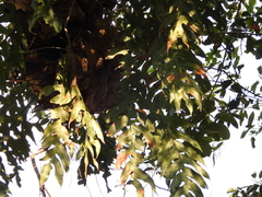 Drynaria quercifolia