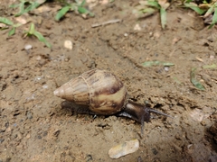 Lissachatina fulica