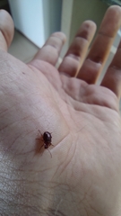 Chrysolina staphylaea