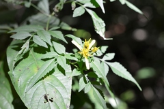 Bidens mexicana