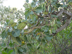 Ficus ingens