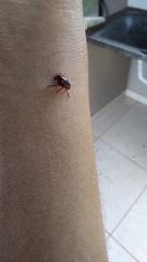 Chrysolina staphylaea