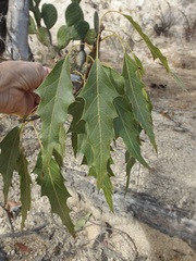 Quercus albocincta