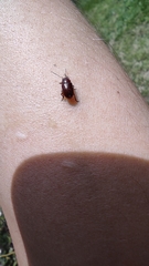 Chrysolina staphylaea