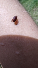 Chrysolina staphylaea