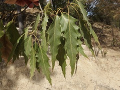 Quercus albocincta