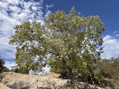 Quercus albocincta