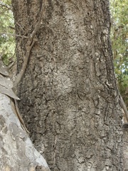 Quercus albocincta