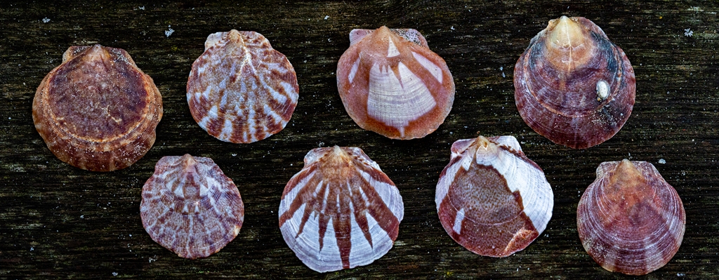 Lissochlamys