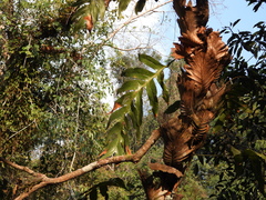 Drynaria quercifolia