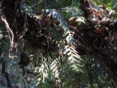 Drynaria quercifolia