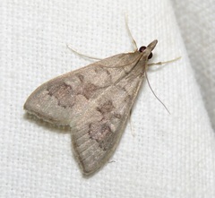 Mecyna asinalis