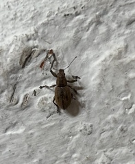 Naupactus versatilis