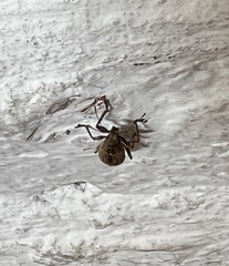 Naupactus versatilis