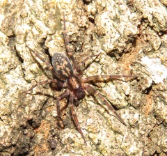 Liocranum rupicola