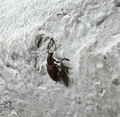 Naupactus versatilis