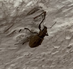 Naupactus versatilis