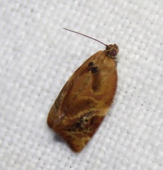 Ditula angustiorana
