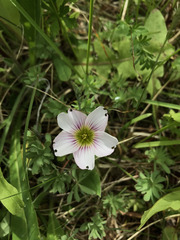 Oxalis enneaphylla