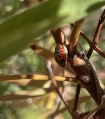 Coleotichus costatus