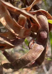 Coleotichus costatus