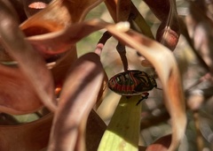 Coleotichus costatus