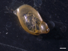 Succinella oblonga