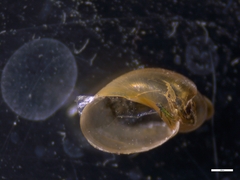 Succinella oblonga