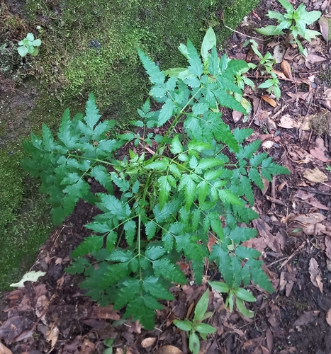 Daucus elegans image