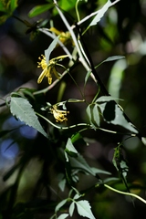 Bidens mexicana
