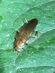 Neoblattellini