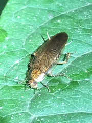 Neoblattellini
