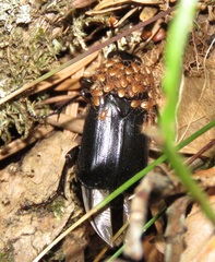 Nicrophorus humator