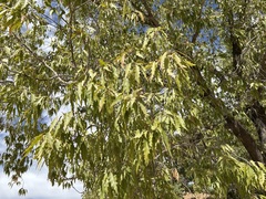Quercus albocincta