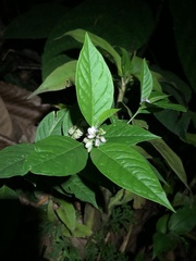 Polygalaceae