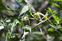 Bidens mexicana