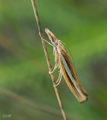 Agriphila tristella