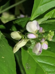 Polygalaceae