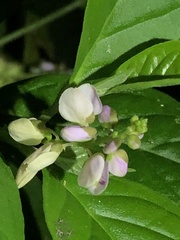 Polygalaceae
